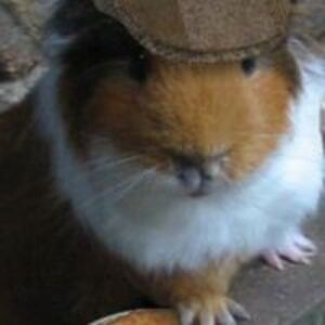 lucjaromanczyk avatar