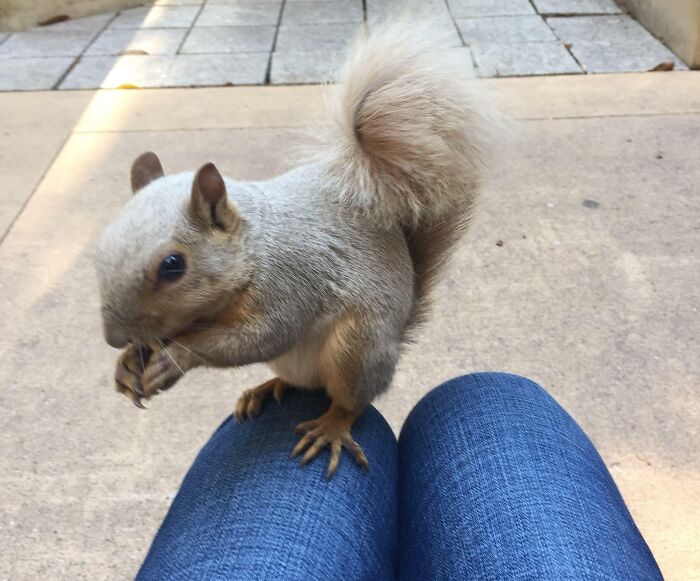 I Befriended The Lucky, Albino Squirrel At My School Just In Time For Finals