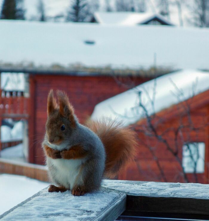 Took This Picture Of A Squirrel When I Went Skiing Last Winter