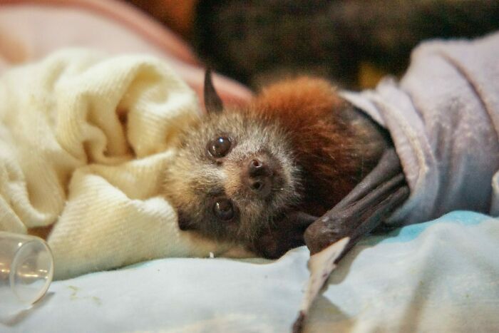 Baby Bat In Blanket