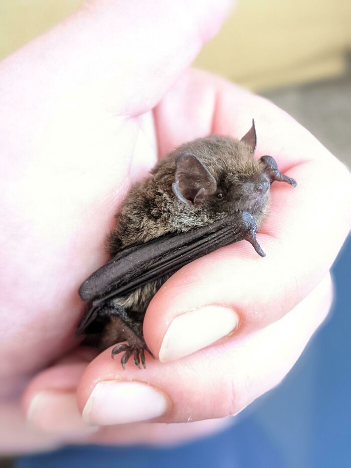 Micro Bat Cuteness