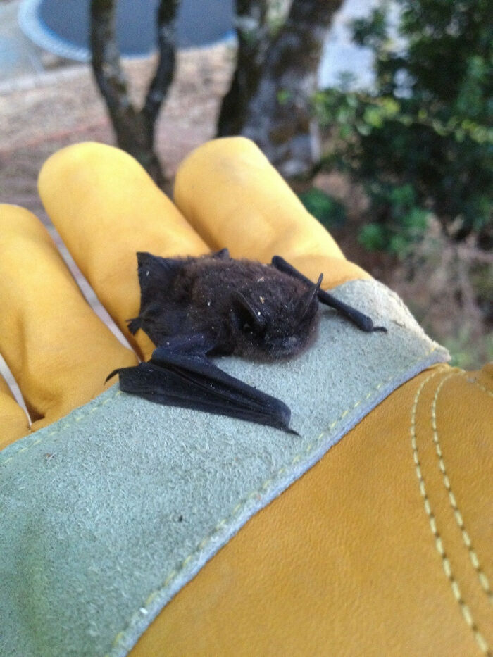 I Found A Baby Bat Under My Car. Cuteness Ensued
