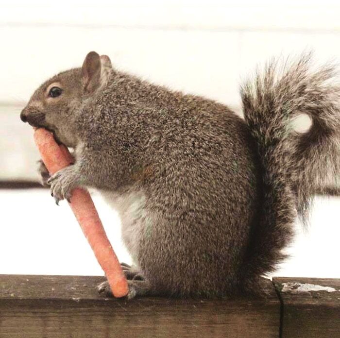 A Health Conscious Squirrel