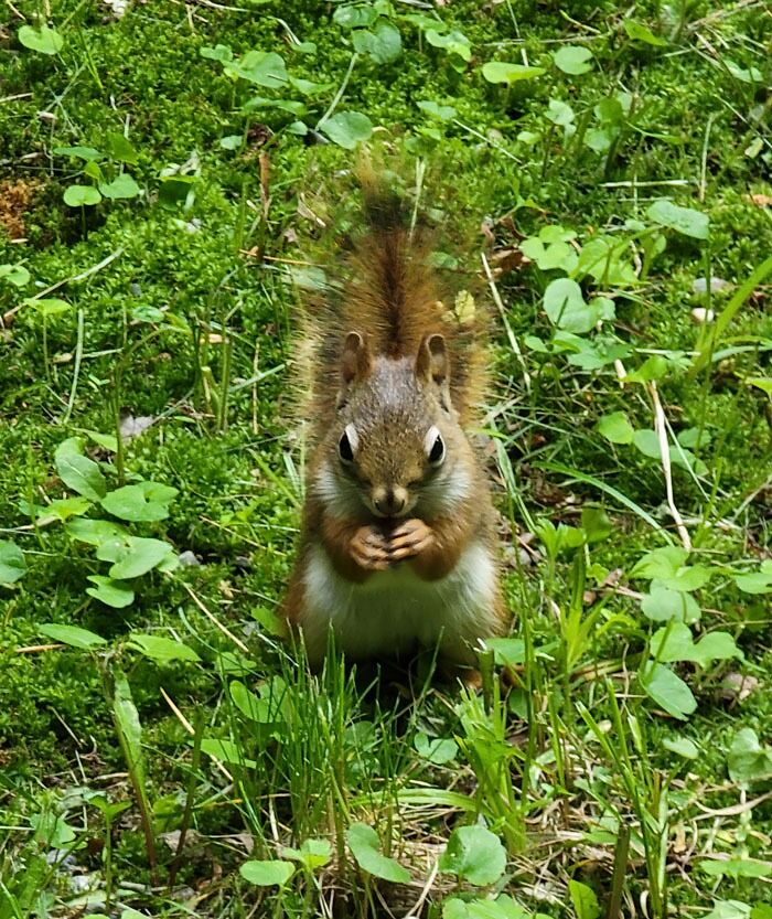 Red Squirrel Spotted In Quechee, Vermont