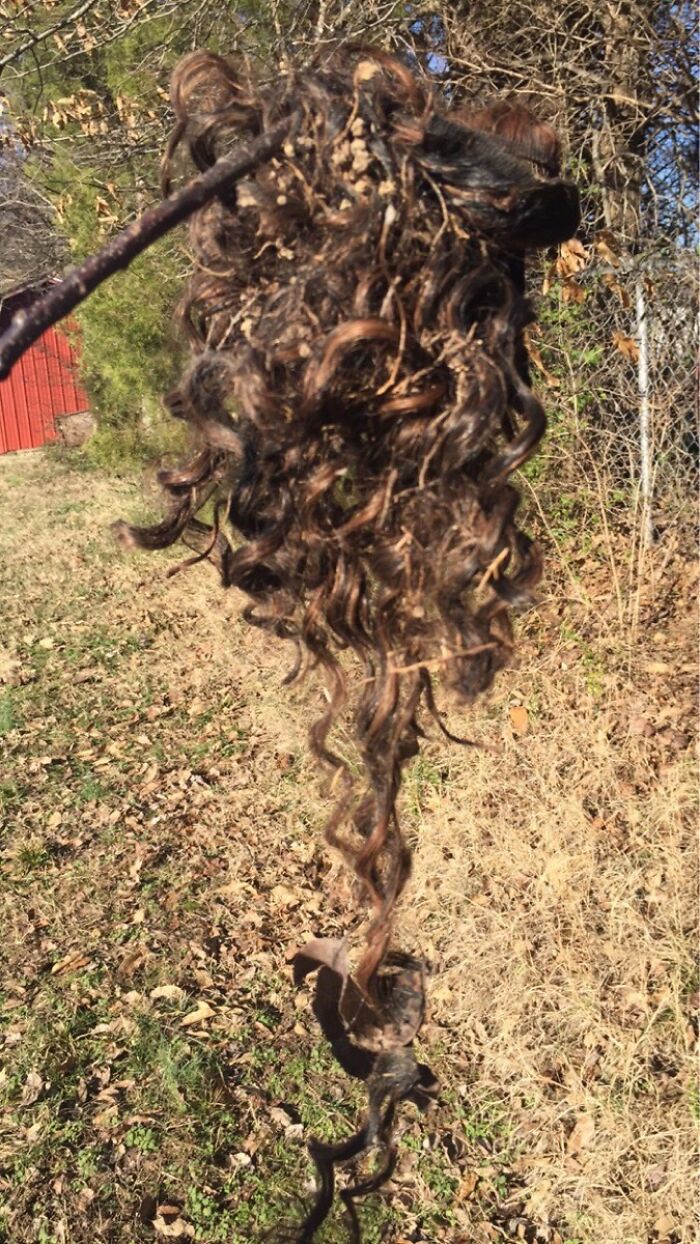 Found This In My Yard After Strong Winds. I Guess You Would Call It A Tumble Weave?