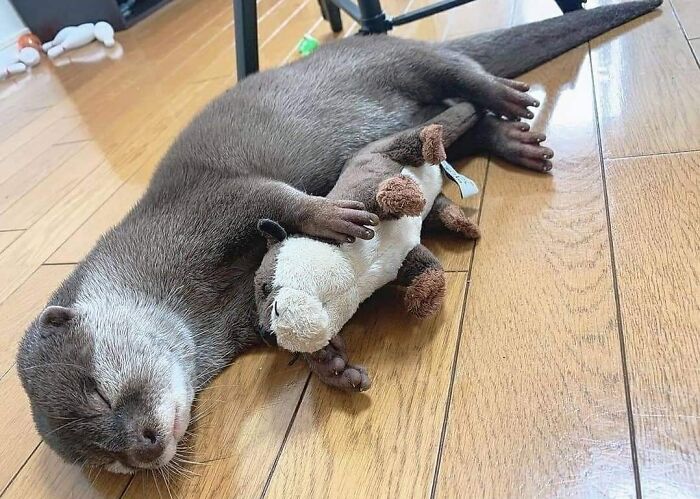 Otter And His Bae
