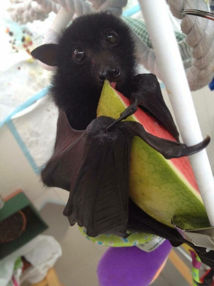 This Adorable Bat