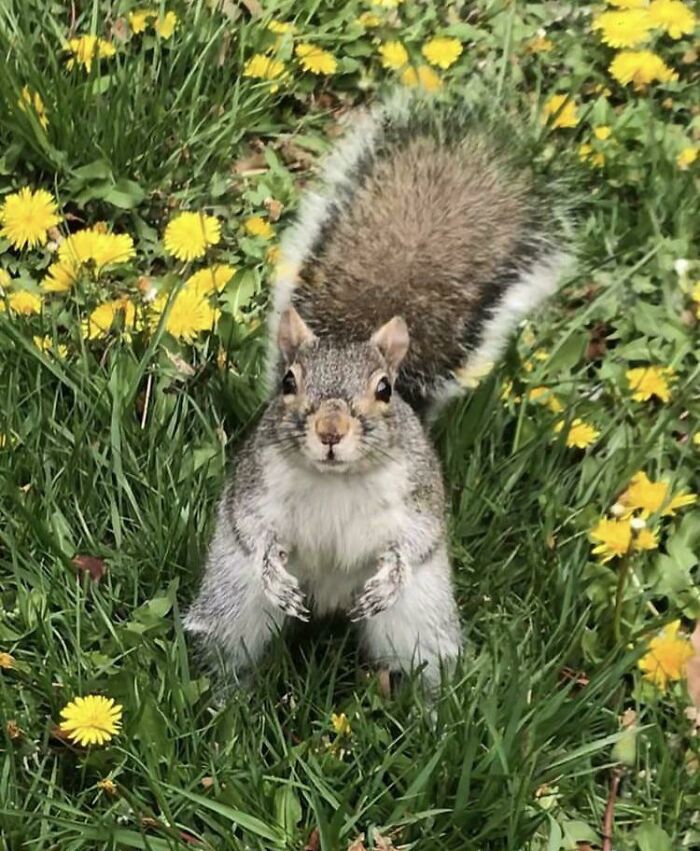 My Girl Rocket Enjoying Playing In The Grass