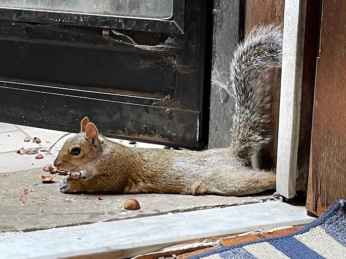 Another Contribution To The Sploot Zeitgeist