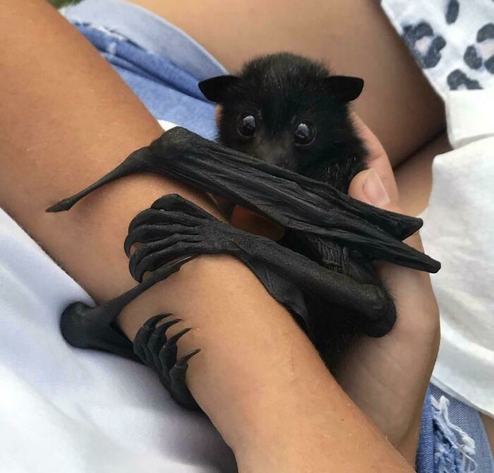 Look At This Adorable Baby Bat