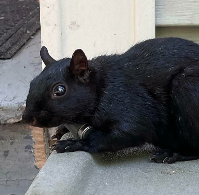 This Squirrel I Saw Had A Little Canister Strapped Around Its Neck