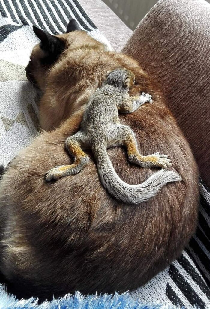 Squirrel laying down on a dog