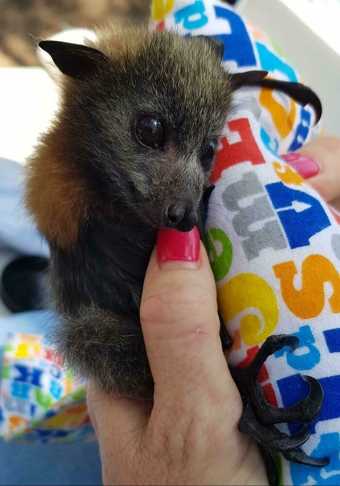 Rescued Baby Bat From The Fires In NSW, Australia