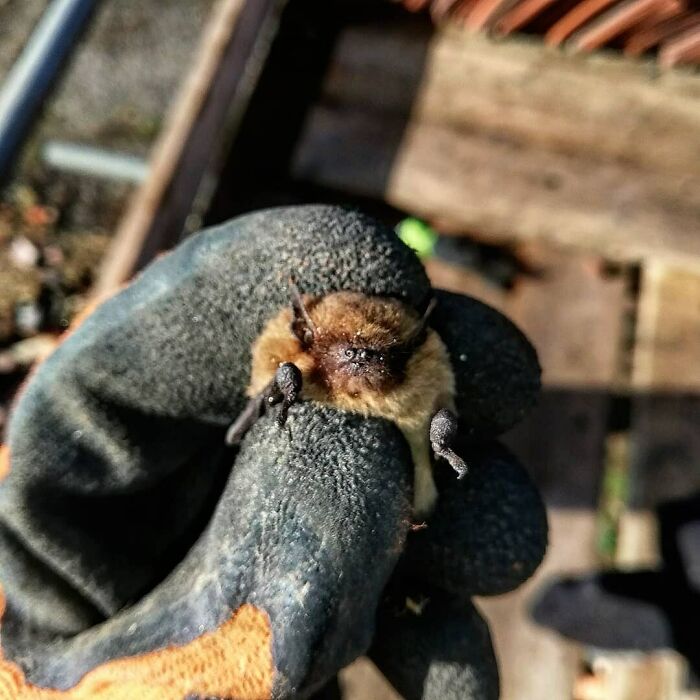 May Be Controversial But I Think Bats Are Adorable! I Rescued This One And Moved Him To His New Home