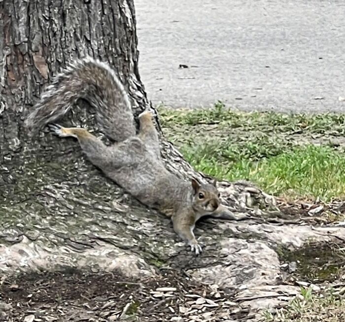Just A Really Odd Squirrel Dude At The Park