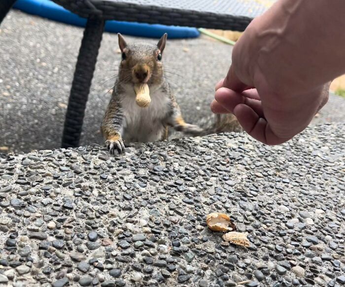 It’s Almost Like She Posed For Me After Taking The Peanut