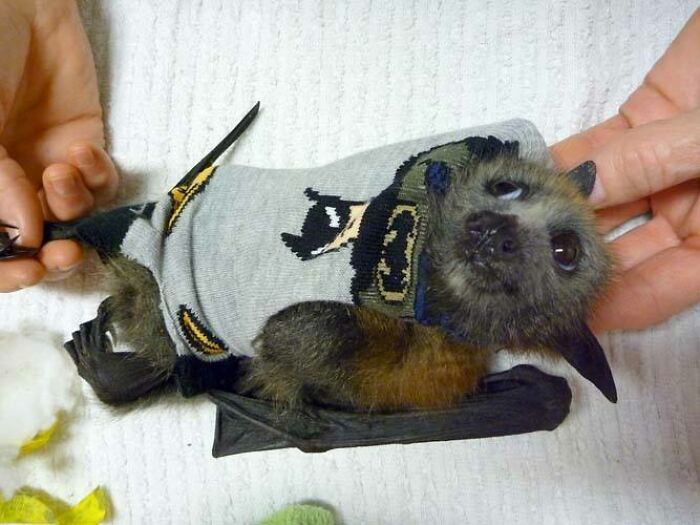 Baby Bat In A Batman Sock Used To Protect His Injured Wing