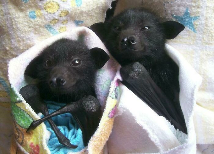 Snuggly Bats
