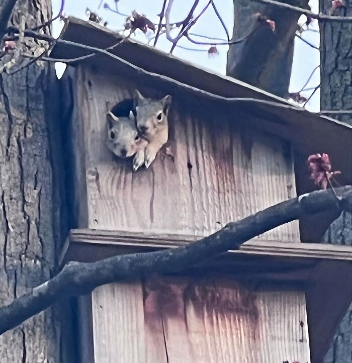 Squirrels Finally Nested In The Box I Built Early Lockdowns. And Two Lil Babies Peeking Out All Day