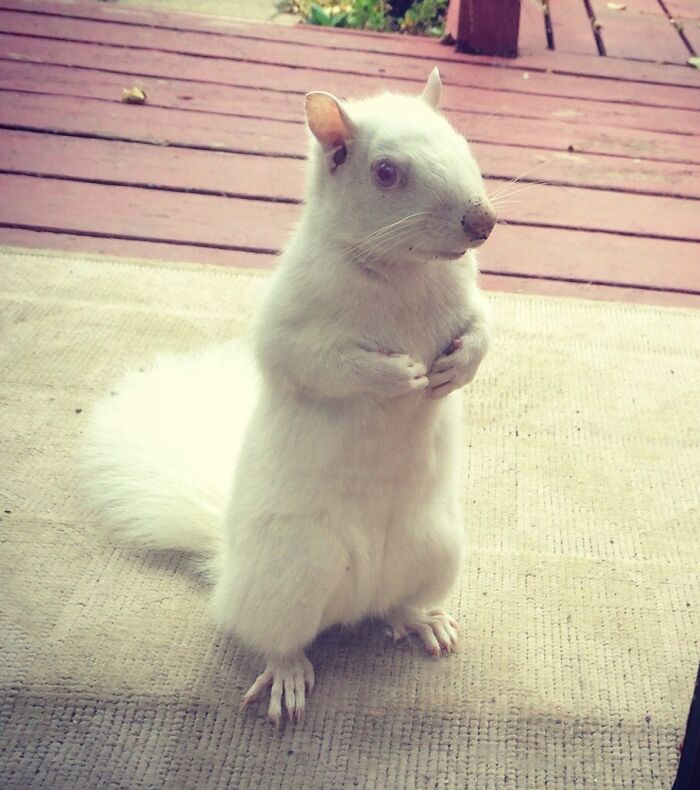 This Albino Squirrel Comes To Our Door & Begs For Corn Every Day