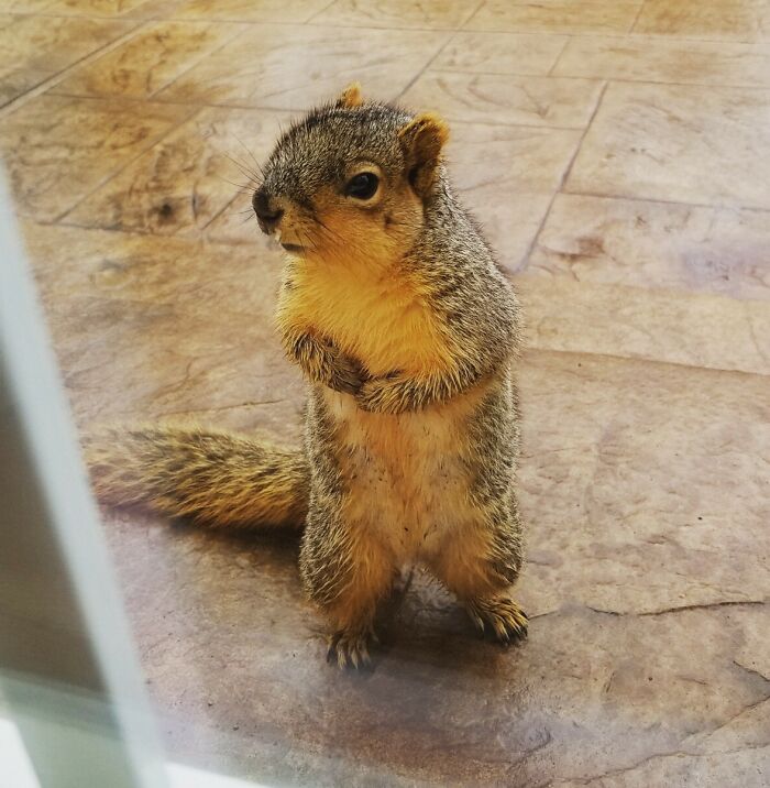 Mi madre a veces deja nueces bajo el comedero de pájaros, y hoy esta ardilla ha venido a pedir más