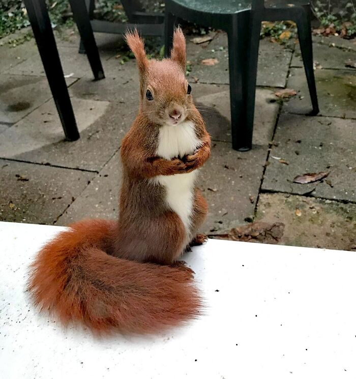 A brown squirrel standing on a white table