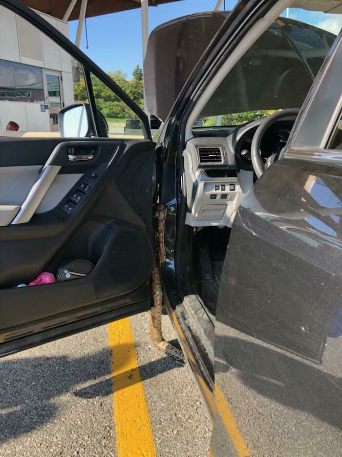 Just A Snake Crawling Out Of My Wife’s Car At Customs During A Random Check
