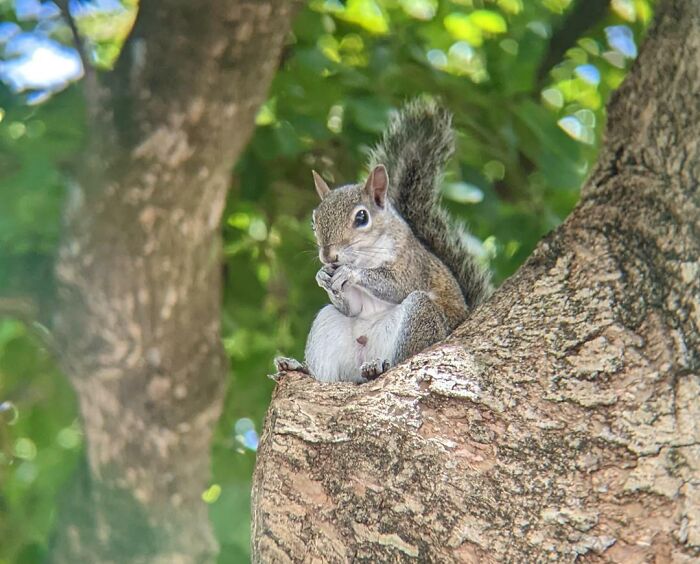 Eastern Gray Squirrel. Stopping For A Snack. I Loved How He Was Sitting. Taken In My Neighborhood (Florida)