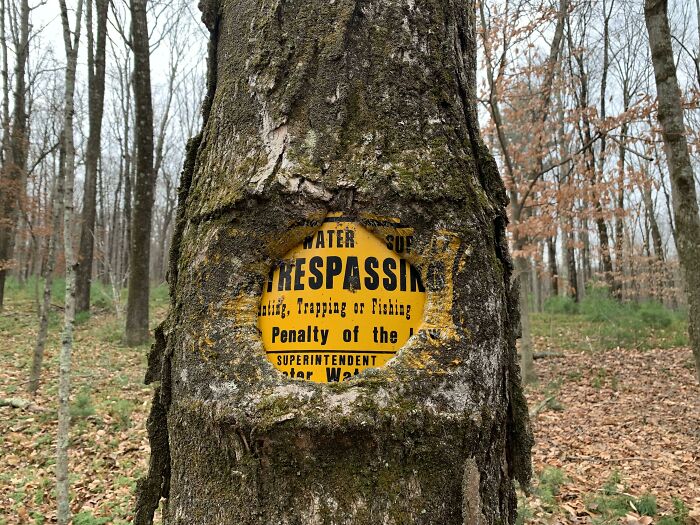 This Tree Swallowing A Trespassing Sign