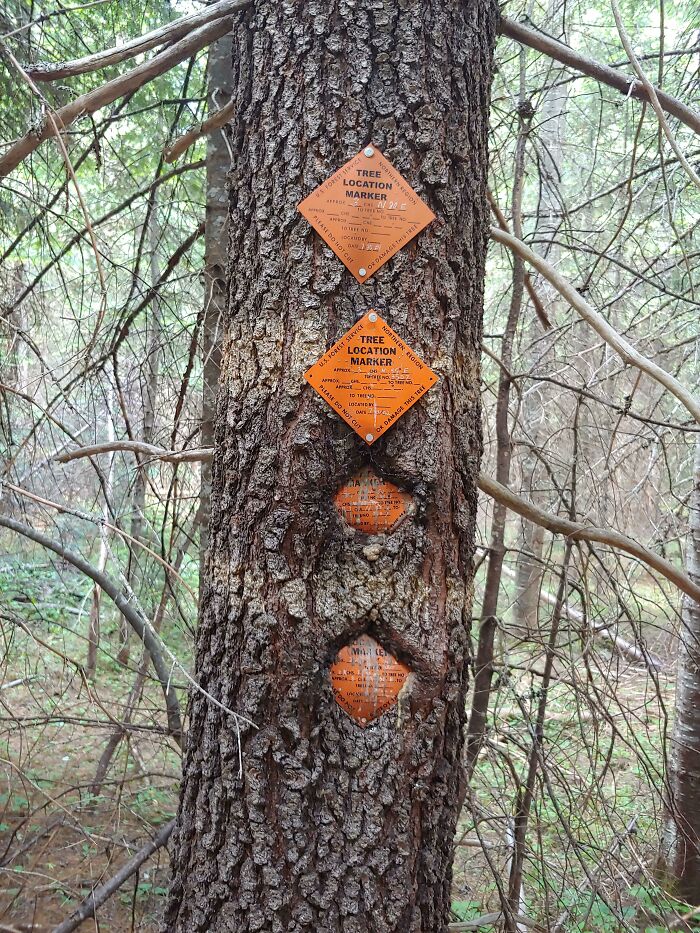 The Way This Tree Has Grown Around These Signs