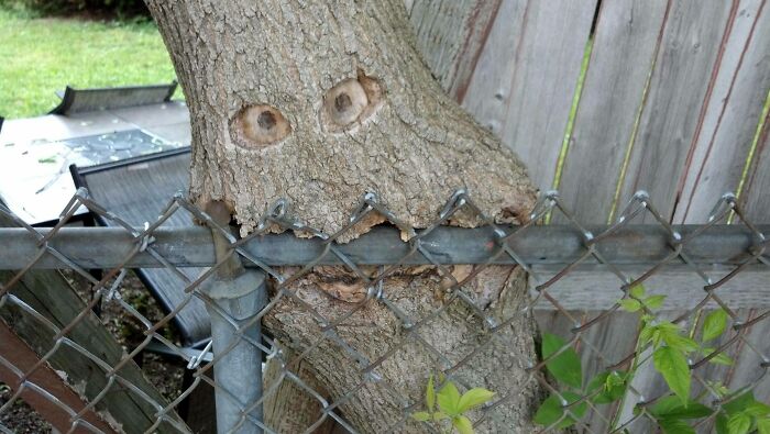 My Sister's Tree Is Eating Her Fence