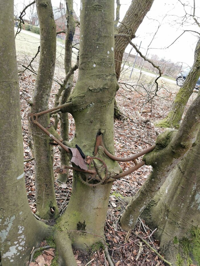 This Forgotten Bike That Grew Into A Tree