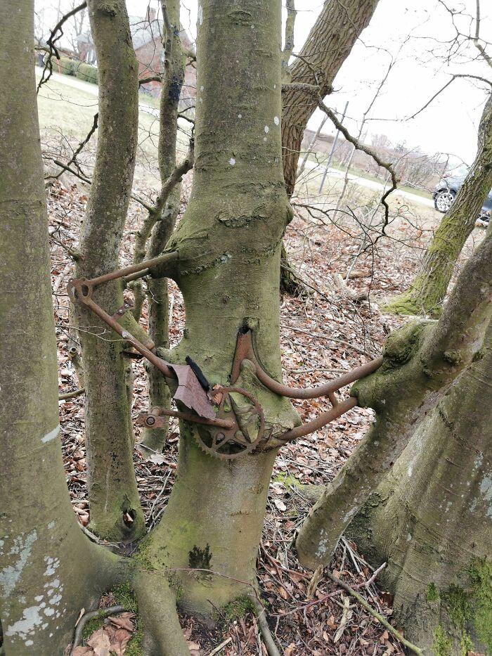 Esta bici abandonada que se convirtió en un árbol