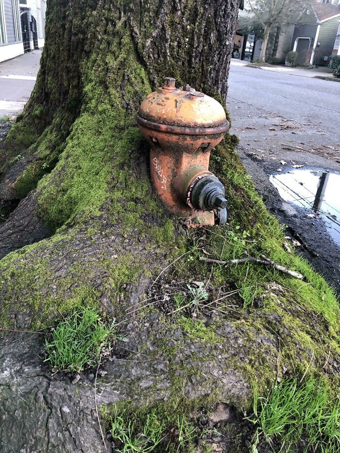 Este árbol creció alrededor de un hidrante
