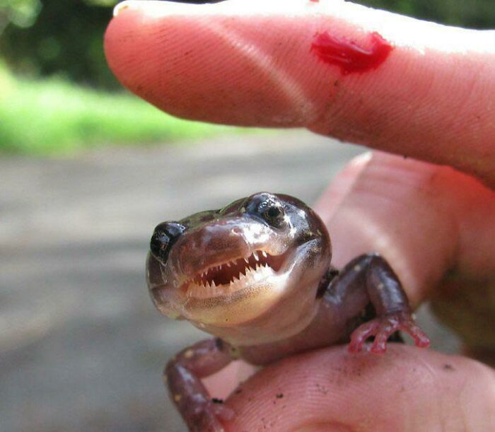 Acabo de descubrir a las salamandras arborícolas y sus dientes, no lo esperaría de lo que es básicamente un lagarto de goma...
