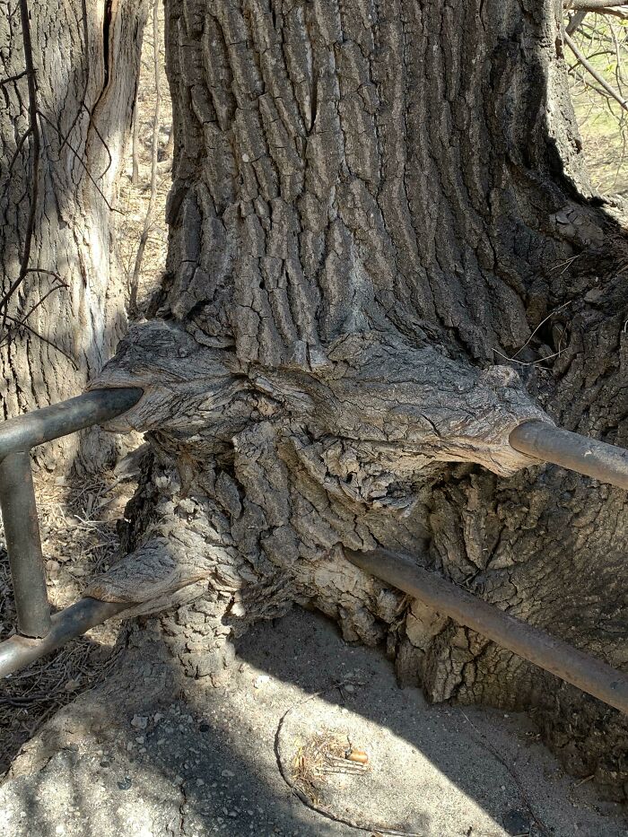 The Way This Tree Grew Over The Railing