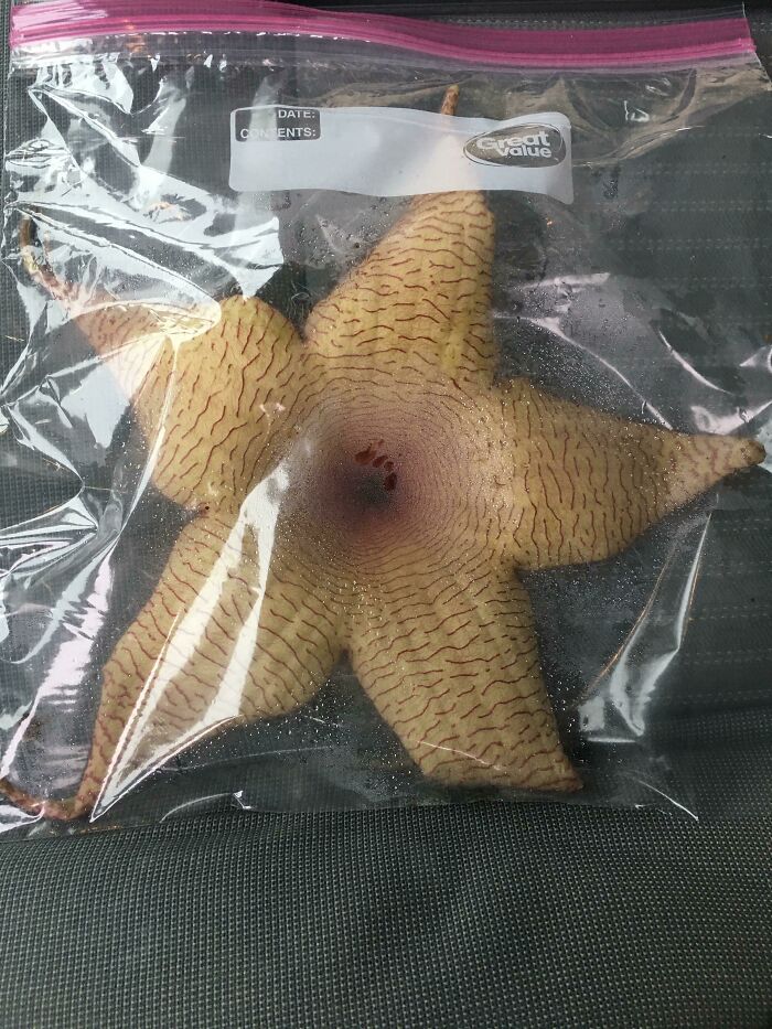 Our Hr Team Just Received A Stapelia Flower As A Thank You From A Candidate. There's A Note Warning Not To Touch It Because It Will Sting And Not To Smell It Because It Smells Like Rotten Flesh