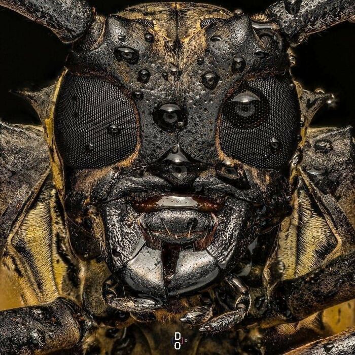 Un primer plano de la cara de un escarabajo longicornio 