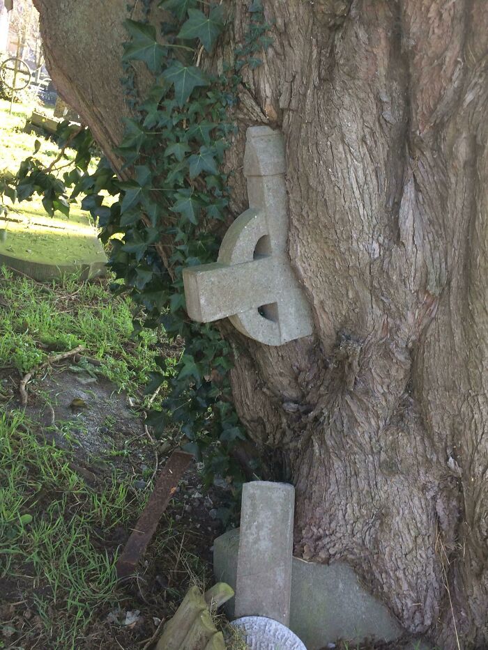 Este árbol creció sobre una lápida y se llevó la cruz