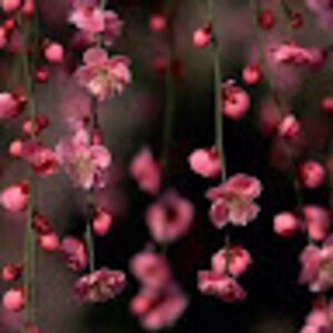 jenayamartinez avatar