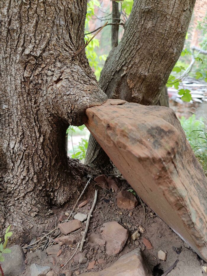 Tree Sucking On A Delicious Rock