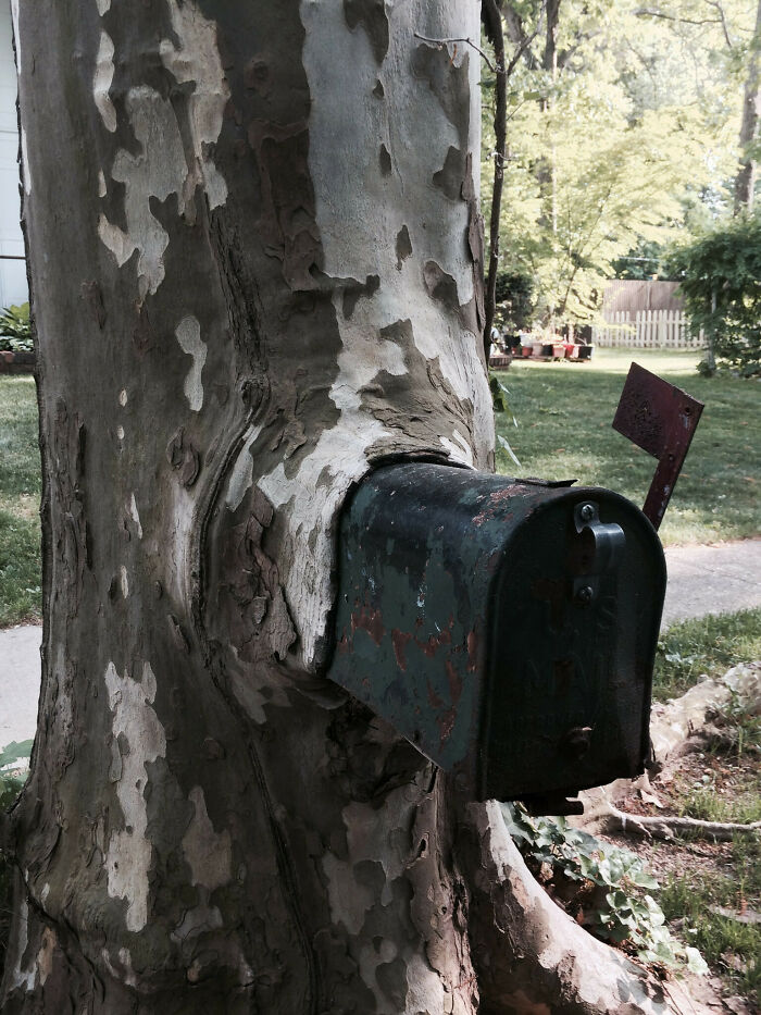 I Am A Mailman, I Deliver To This Box Every Day