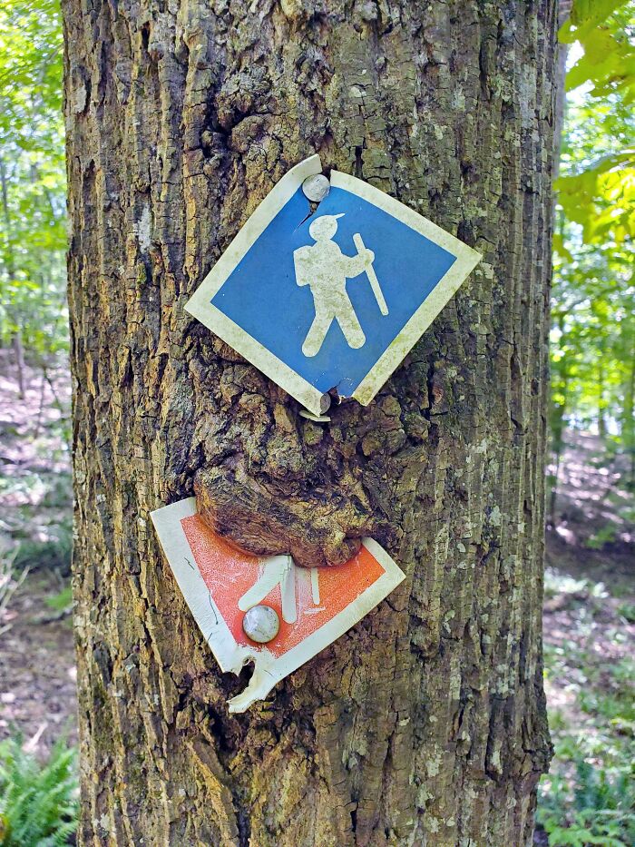 Un árbol succionando la silueta de un excursionista