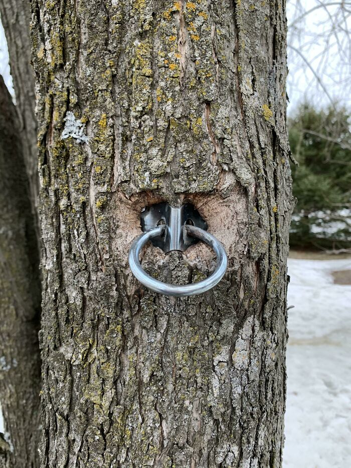 The Hook I Installed For A Hammock In My Backyard