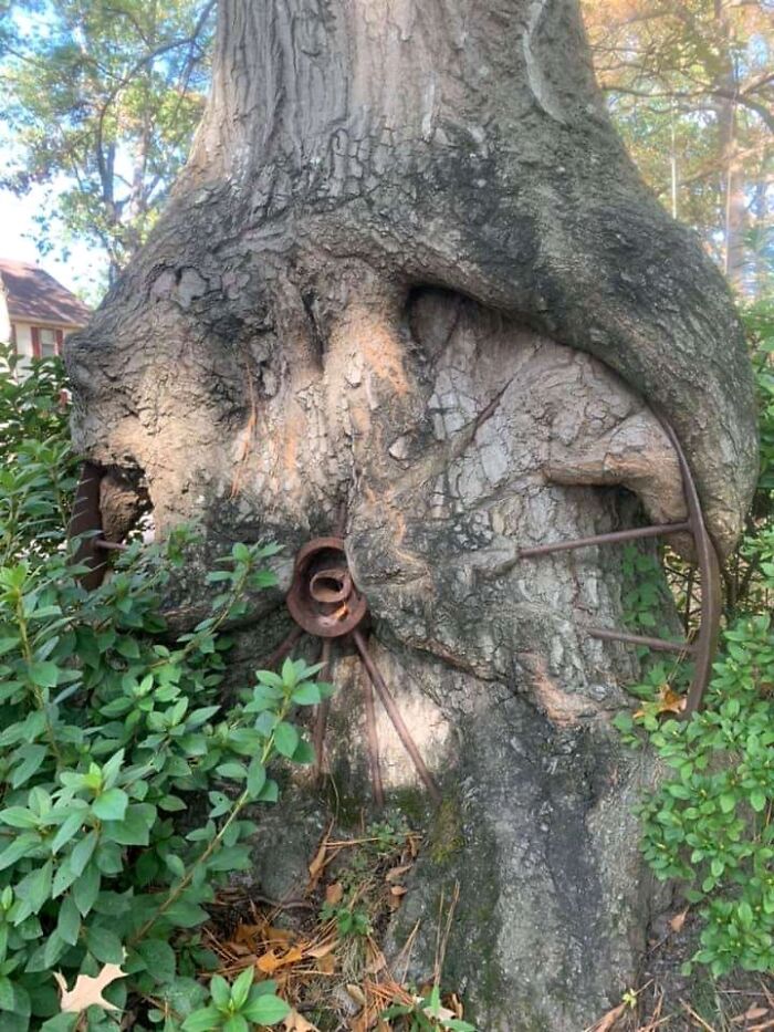 This Old Wagon Wheel Got Absorbed By A Tree