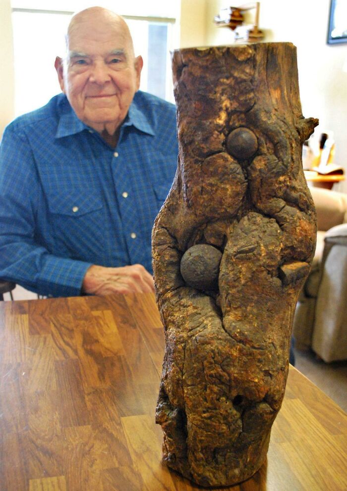 This Tree Trunk That Grew Around Cannonballs From The American Civil War