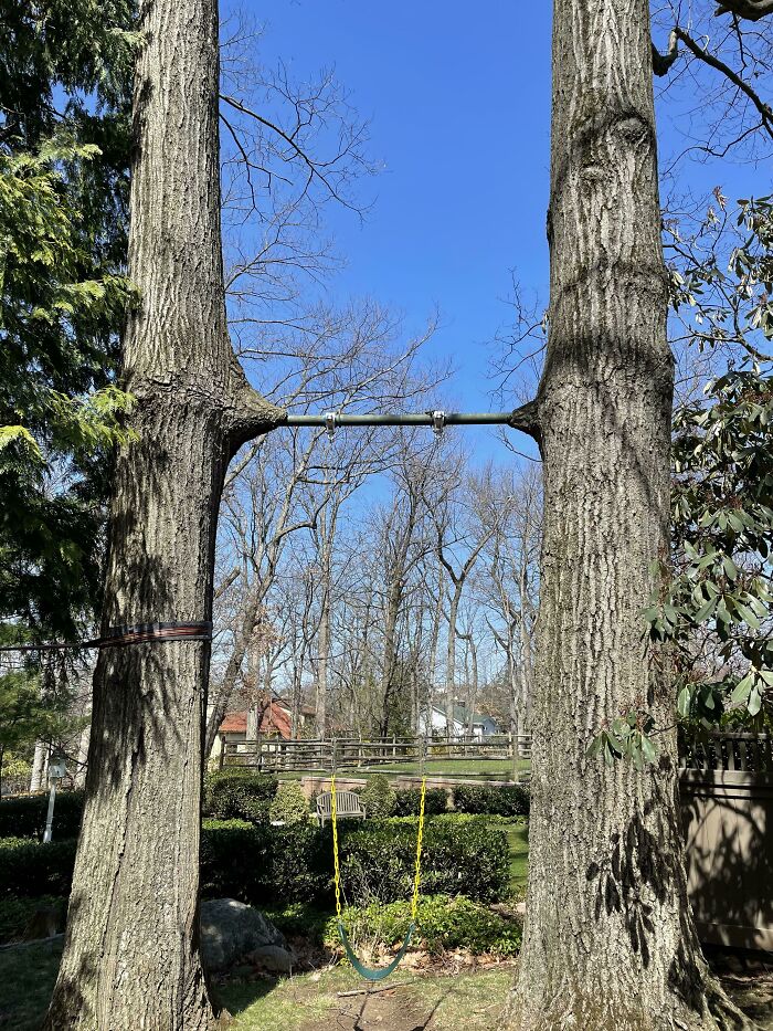 Dos árboles absorbiendo un columpio en Nueva Jersey