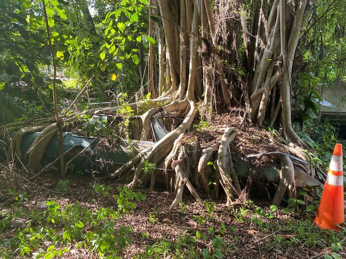 Nature Is Eating Metal. A 1970s Era Cadillac El Dorado. In Rural Area In Middle Florida