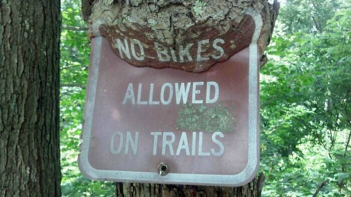 Tree Grows Between Metal And Latex Paint, Eating The Sign But Leaving It Readable