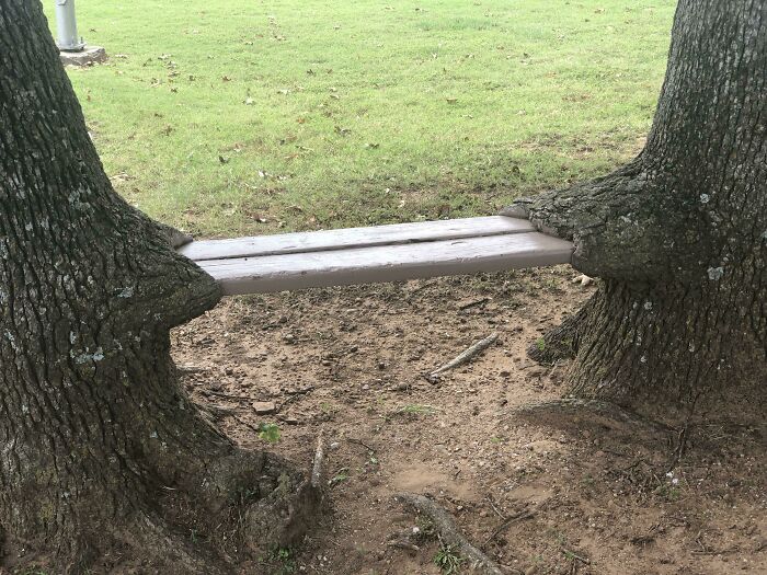 40 Times People Saw Trees ‘Devouring’ Random Objects And Just Had To ...